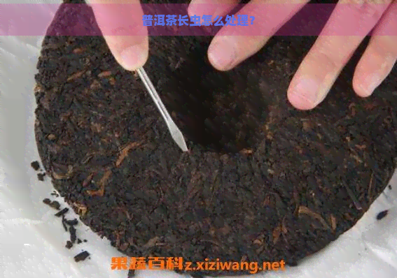 普洱茶长虫怎么处理？