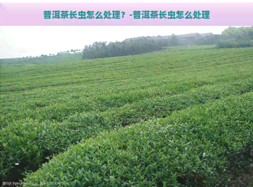 普洱茶长虫怎么处理？-普洱茶长虫怎么处理