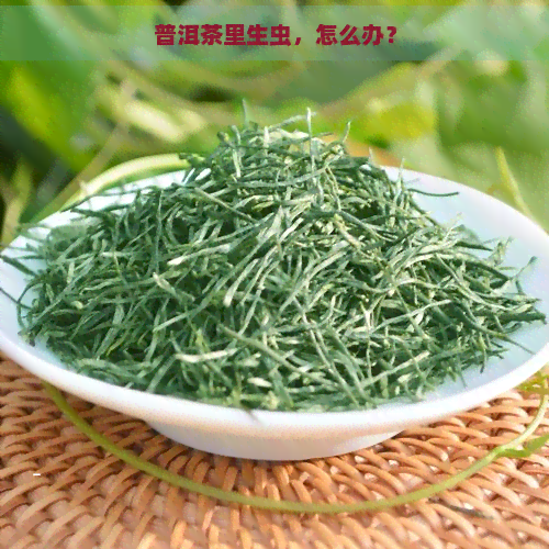 普洱茶里生虫，怎么办？