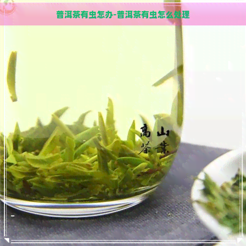 普洱茶有虫怎办-普洱茶有虫怎么处理