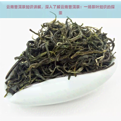 云南普洱茶知识讲解，深入了解云南普洱茶：一场茶叶知识的探索