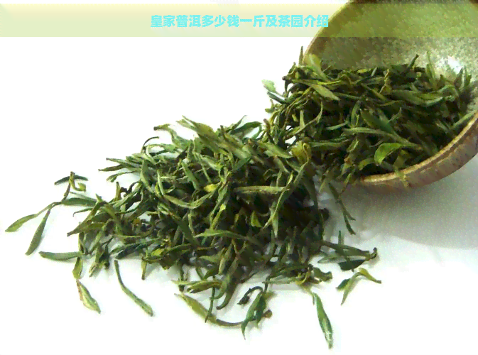 皇家普洱多少钱一斤及茶园介绍