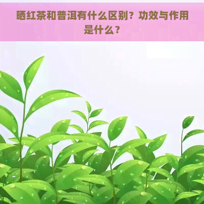 晒红茶和普洱有什么区别？功效与作用是什么？