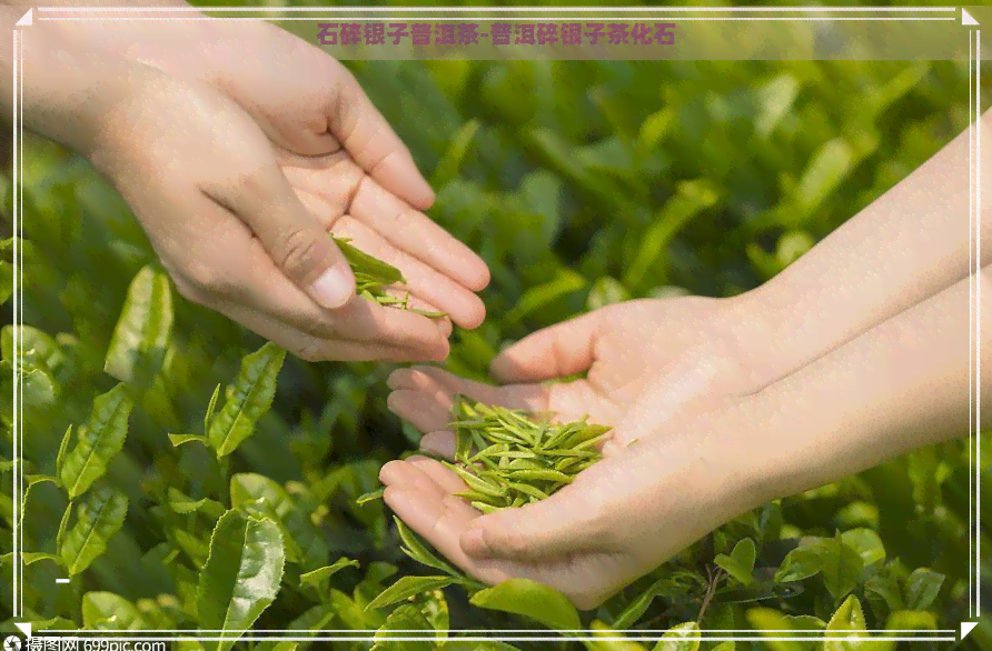 石碎银子普洱茶-普洱碎银子茶化石