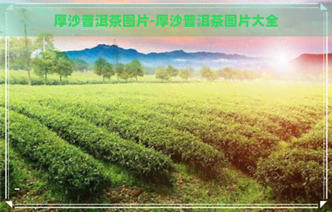 厚沙普洱茶图片-厚沙普洱茶图片大全