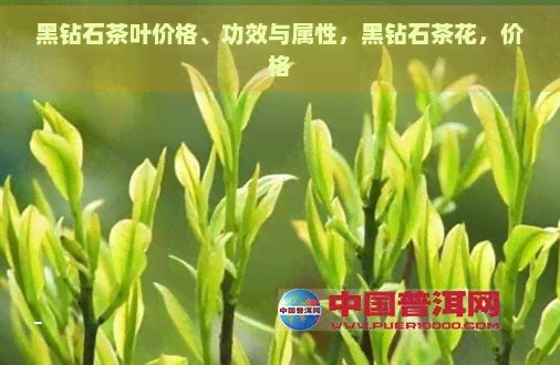 黑钻石茶叶价格、功效与属性，黑钻石茶花，价格