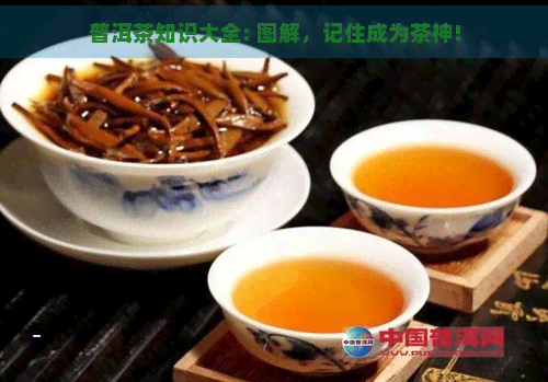 普洱茶知识大全: 图解，记住成为茶神!