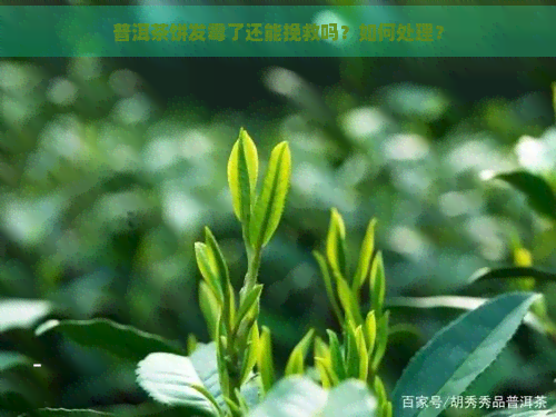 普洱茶饼发霉了还能挽救吗？如何处理？