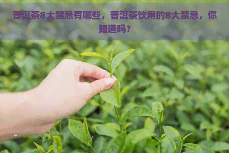 普洱茶8大禁忌有哪些，普洱茶饮用的8大禁忌，你知道吗？