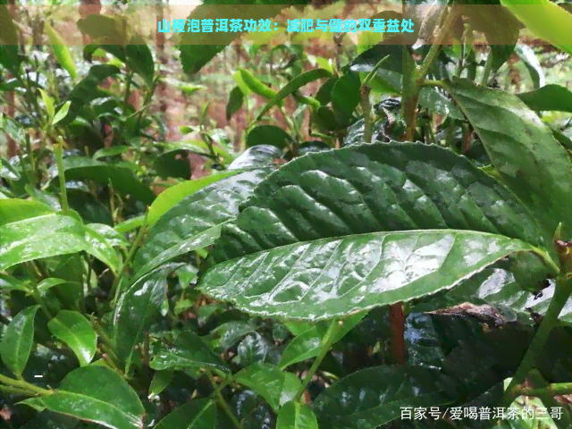 山楂泡普洱茶功效：减肥与健的双重益处