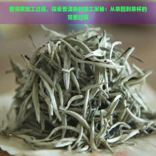 普洱茶加工过程，探索普洱茶的加工奥秘：从茶园到茶杯的完整过程