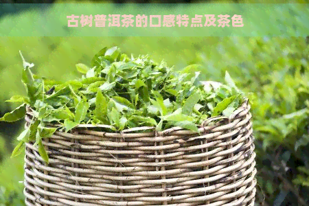 古树普洱茶的口感特点及茶色