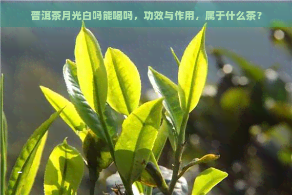 普洱茶月光白吗能喝吗，功效与作用，属于什么茶？