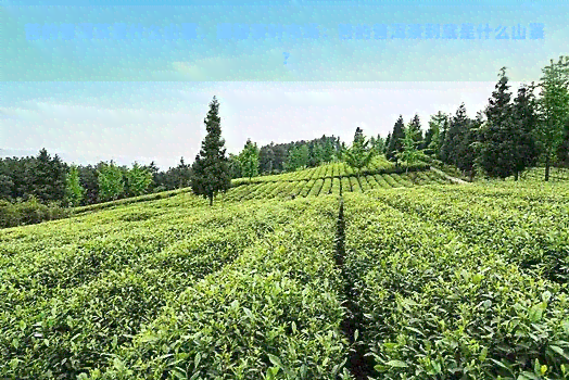 苦的普洱茶是什么山寨，揭秘茶叶市场：苦的普洱茶到底是什么山寨？