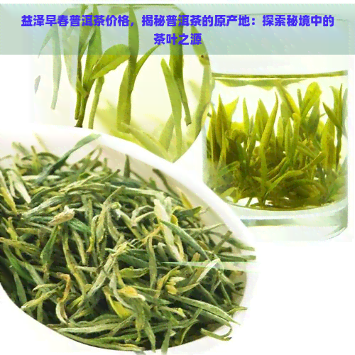 益泽早春普洱茶价格，揭秘普洱茶的原产地：探索秘境中的茶叶之源