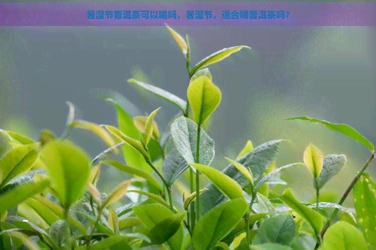 暑湿节普洱茶可以喝吗，暑湿节，适合喝普洱茶吗？