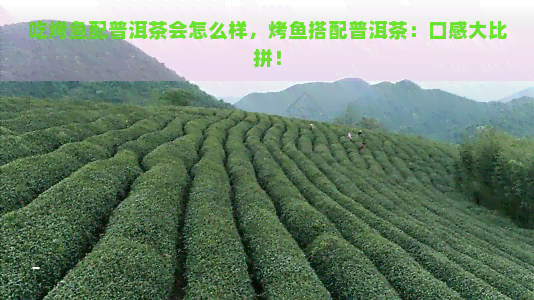 吃烤鱼配普洱茶会怎么样，烤鱼搭配普洱茶：口感大比拼！