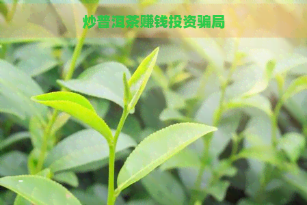 炒普洱茶赚钱投资骗局