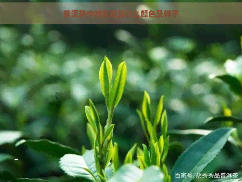 普洱茶中的花蕊是什么颜色及样子