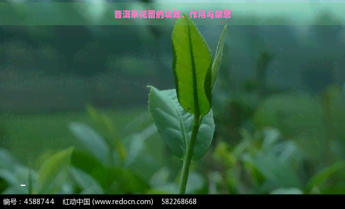 普洱茶花蕾的功效、作用与禁忌