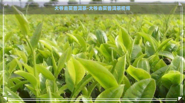 大爷去买普洱茶-大爷去买普洱茶视频