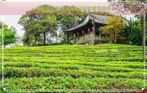 祥云瑞彩普洱茶-祥云瑞彩普洱茶叶