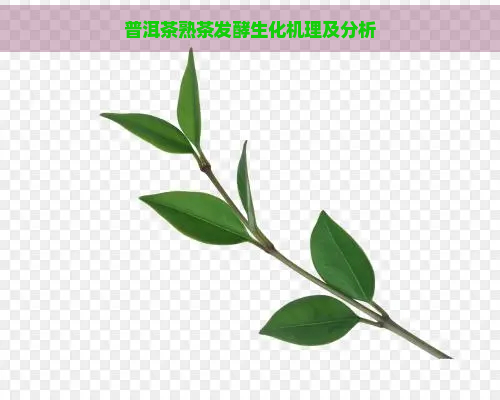 普洱茶熟茶发酵生化机理及分析