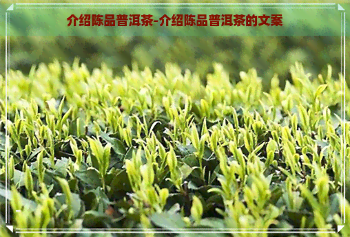 介绍陈品普洱茶-介绍陈品普洱茶的文案