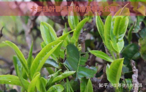 卡多拉叶普洱茶价格及相关公司