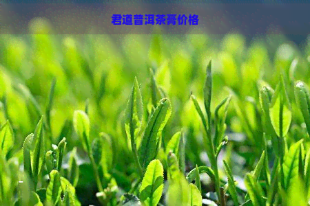 君道普洱茶膏价格