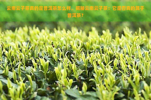 云南云子茶真的是普洱茶怎么样，揭秘云南云子茶：它是否真的属于普洱茶？