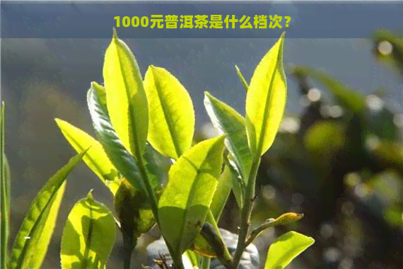 1000元普洱茶是什么档次？