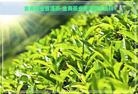 金典茶业普洱茶-金典茶业普洱茶怎么样