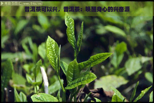 普洱茶可以兴，普洱茶：唤醒身心的兴奋源