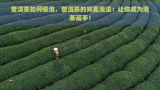 普洱茶如何侵泡，普洱茶的完美泡法：让你成为泡茶高手！