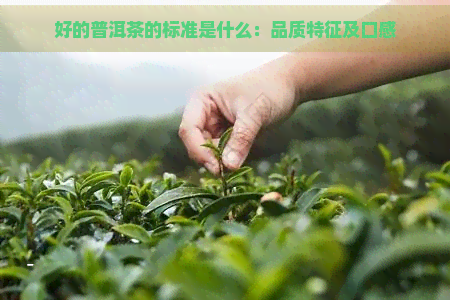 好的普洱茶的标准是什么：品质特征及口感