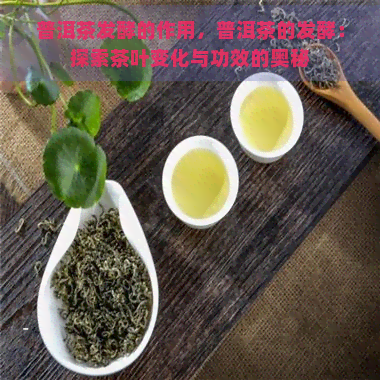 普洱茶发酵的作用，普洱茶的发酵：探索茶叶变化与功效的奥秘