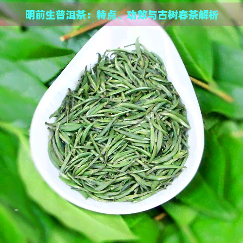 明前生普洱茶：特点、功效与古树春茶解析