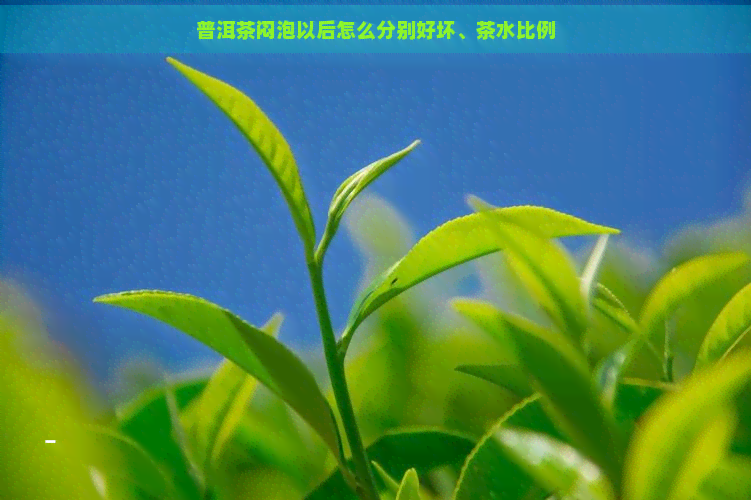 普洱茶闷泡以后怎么分别好坏、茶水比例