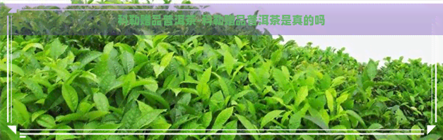 科勒赠品普洱茶-科勒赠品普洱茶是真的吗