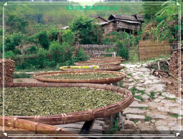 普洱茶在-普洱茶在怎么卖