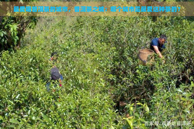 更爱喝普洱茶的城市，普洱茶之城：哪个城市是更爱这种茶的？