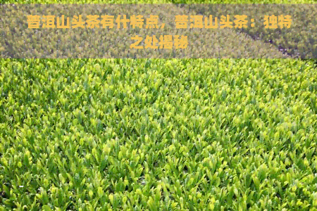 普洱山头茶有什特点，普洱山头茶：独特之处揭秘