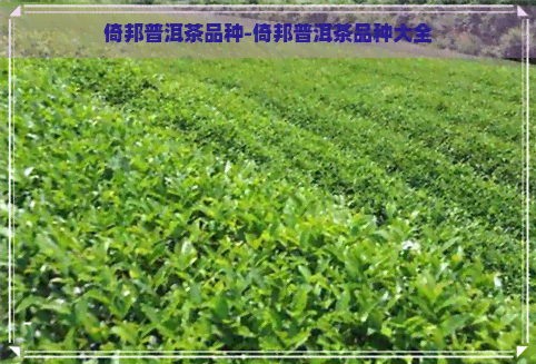 倚邦普洱茶品种-倚邦普洱茶品种大全