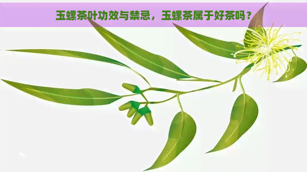 玉螺茶叶功效与禁忌，玉螺茶属于好茶吗？