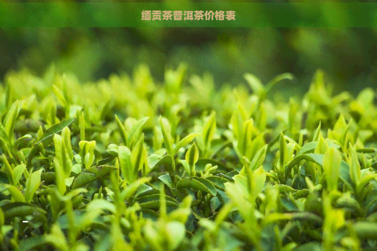 缅贡茶普洱茶价格表