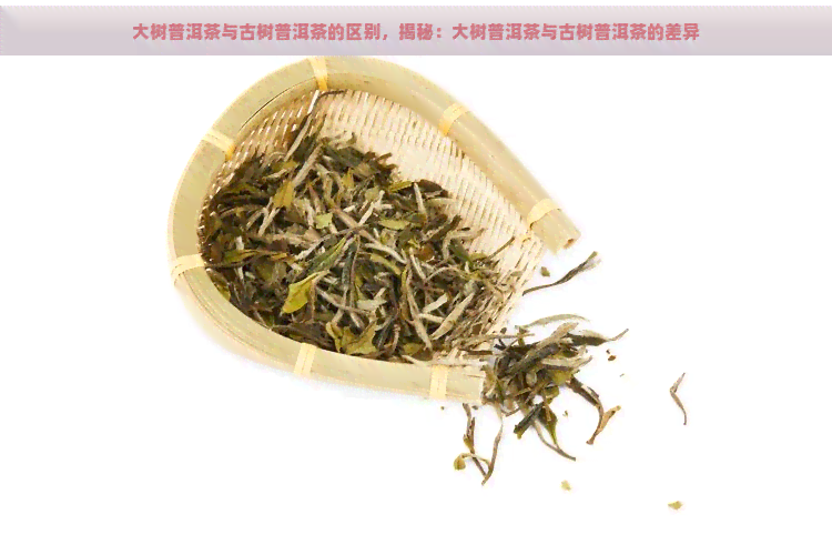 大树普洱茶与古树普洱茶的区别，揭秘：大树普洱茶与古树普洱茶的差异