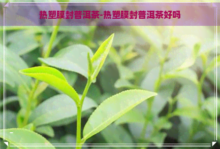 热塑膜封普洱茶-热塑膜封普洱茶好吗