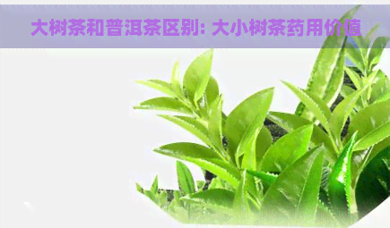 大树茶和普洱茶区别: 大小树茶药用价值