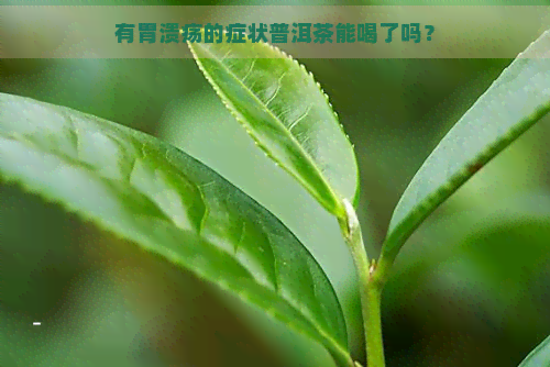 有胃溃疡的症状普洱茶能喝了吗？